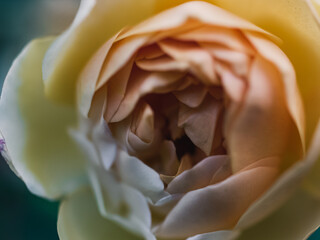 Close up of a rose