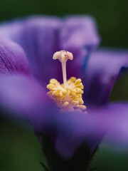 close up of a purple flower