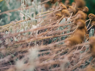 Plants in the garden