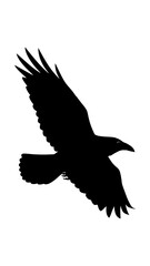 Silhouette of a Raven in Flight Against White Background