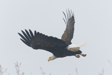 Bald Eagle in Fog