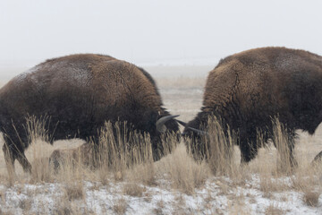 American Bison