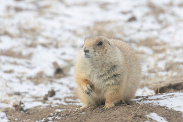 Prairie Dog Town