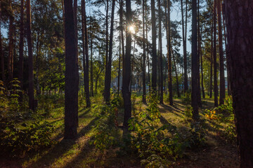 Naklejka premium Bright Sun Starburst Shining Through Tall Pine Forest Trees in Summer