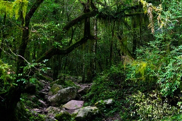 Obraz premium Bosque