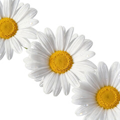 Fototapeta premium Three white daisies with yellow centers adorned by water droplets, showcasing delicate petals and vibrant natural beauty against a clean white background.
