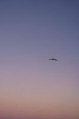 Obraz premium a bird in a pink and blue pastel sky