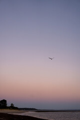 seagull flying over the sea at sunset