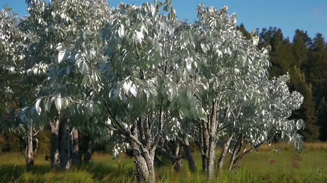Cinematic shot of "Silver Leaf" trees shimmering in the wind, the leaves looking like liquid metal, bright natural sunlight, 8k resolution.