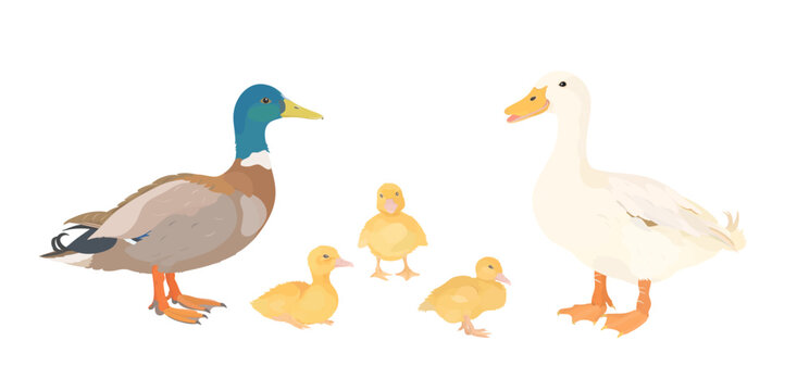 Cute cartoon farm birds collection. Vector hand drawn illustrations of Duck family. Duck and little duckling isolated on white background. Set of poultry clip art.
