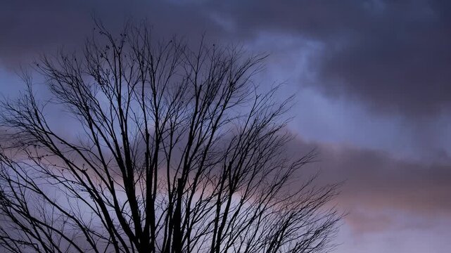 Tokyo,Japan - January 25, 2026: Japanese zelkova on dawn sky background