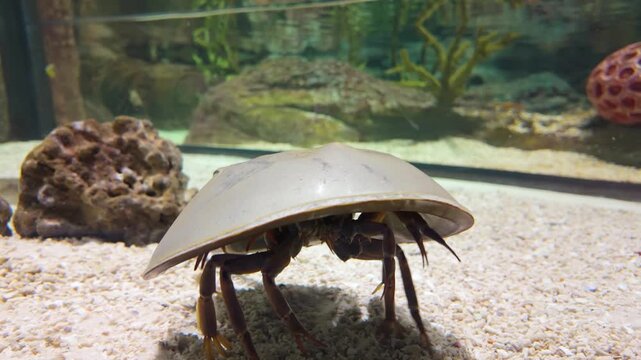 Horseshoe crab swimming on sandy bottom inside an aquarium tank. Ancient marine arthropod with hard shell and long tail, displayed in an underwater environment with rocks and aquatic plants.