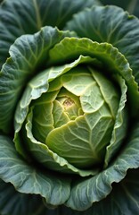 Obraz premium Fresh green cabbage head grows in garden. Ripe vegetable has crinkly leaves and firm center. Healthy food ingredient for salads or cooking. Natural produce, organic farm crop.