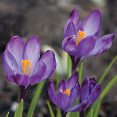 Bright Purple Violet Crocus Flowers, Large Detailed Blooming Crocuses Macro Closeup, Flowering Croci Petals Pattern Detail