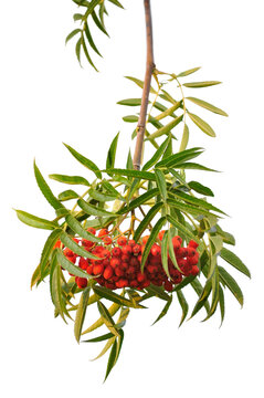 Japanese rowan tree Sorbus commixta 'Dodong' aka 'Olympic Flame' shrub twigs, bright red ripe fruits, green leaves, large detailed isolated vertical closeup, gentle sunny afternoon shadows