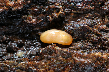 湿潤な朽木裏土壌に越冬成長する体長5mmの小さな橙色のナメクジ赤ちゃん（自然環境下マクロ撮影）