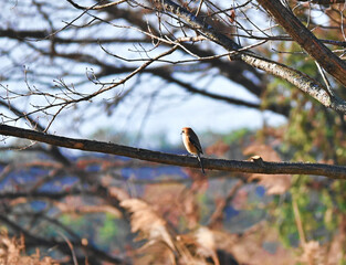 枝から遠くを見つめるモズ