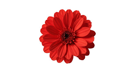 Realistic Red Gerbera Flower Isolated Transparent Background 3D Rendering