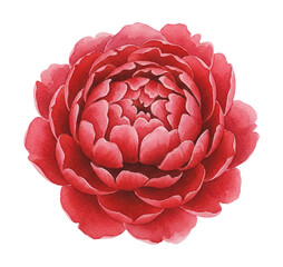 Obraz premium Vibrant Red Peony Flower Blossom Watercolor Illustration on White Background Botanical Art