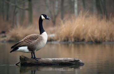 Fototapeta premium Canada goose sits on log in calm lake water with dry grass and trees in background. Bird has black neck, white cheeks, brown patterned body, black legs and beak. It looks to the right with open mouth.