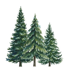 Fototapeta premium Three beautiful evergreen pine trees with snowy branches in a lovely watercolor illustration style on a white background