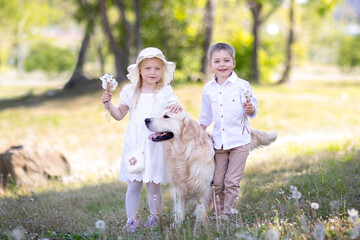 Fototapeta premium happy children with dandelions and a big dog on a sunny lawn