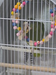 Parrot © Madelin