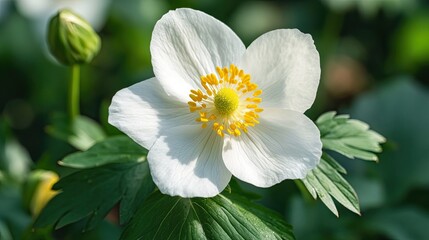 White anemone flower blooming in garden, sunlit leaves background; nature photography.