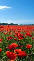 Fototapeta premium Vibrant red poppy field under a vibrant blue sky