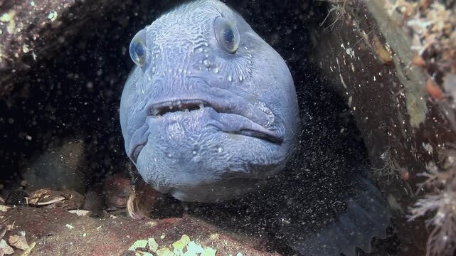 Captured in its rocky den, an Atlantic Catfish, or Wolfish, Anarhichas lupus, calmly stares. This elusive fish is a fascinating creature of the North Atlantic Ocean.