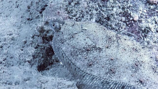 Observe a Platichthys flesus, also known as European flounder, camouflaged on the ocean floor. The flatfish remains still, almost invisible against the rocks and sand. Captured during the daytime.