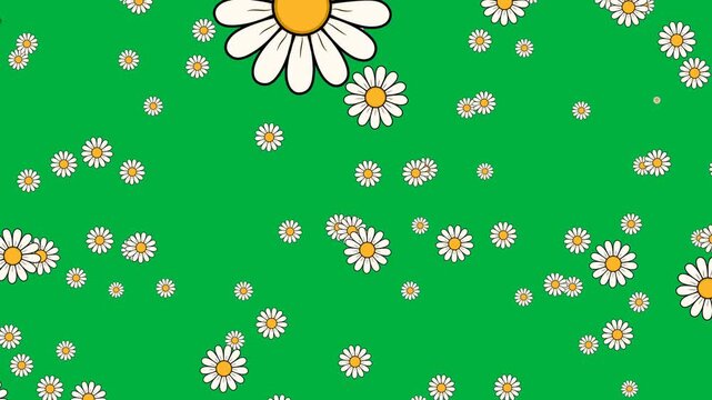 Green screen animation of falling daisies
