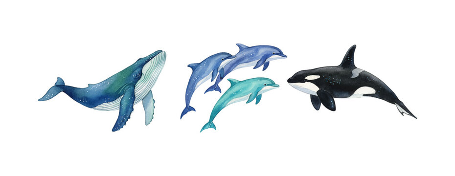 A group of majestic watercolor marine animals including a whale dolphins and an orca swimming peacefully together