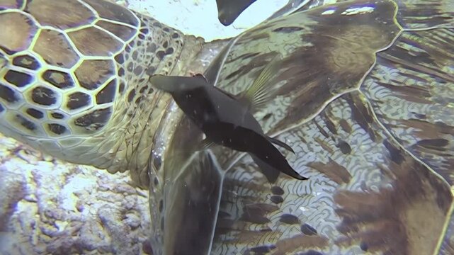 A Green Sea Turtle enjoys a symbiotic cleaning as small fish remove parasites from its shell in the waters of Sipadan Island, Indonesia. This mutualistic relationship keeps the turtle healthy.