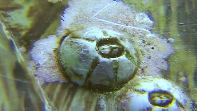 Close up shows barnacles attached to the shell of a Green Sea Turtle in the waters around Sipadan Island, Indonesia. These creatures live on the turtle's shell.