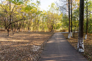 Obraz premium The road of City Park in China