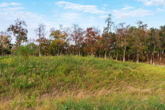 Beautiful panorama of green city park