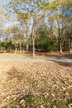 The road of City Park in China
