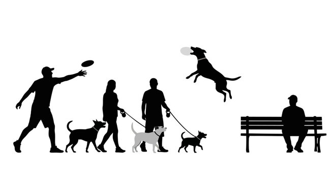 People walking dogs in a park with one person playing fetch with their dog