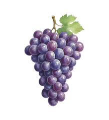 Fototapeta premium Detailed watercolor illustration of a delicious bunch of purple grapes with a green leaf on white