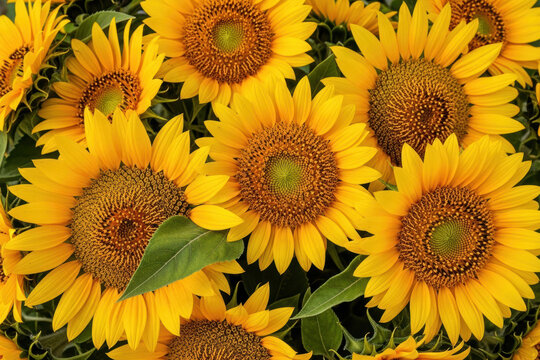 Close-up of bright yellow sunflowers in full bloom, forming a dense floral pattern with green leaves