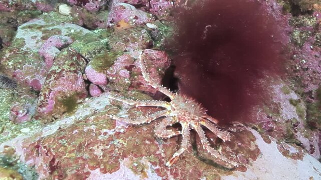 A magnificent Giant King Crab gracefully moves around a rocky seafloor. It forages for food near a vibrant patch of red algae, exploring its colorful underwater world.