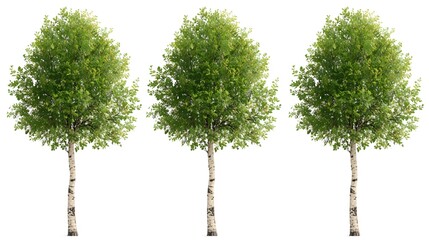 Fototapeta premium Three green leafy trees isolated on white background minimalist nature illustration vector design spring growth