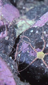 Several Ophiura, or snake-tails Latin Ophiuroidea, with thin striped arms are seen crawling and clinging to the rocks on the sea floor in their natural habitat.