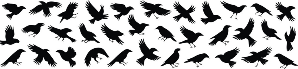 Obraz premium Extensive collection of black silhouette depicting birds in various flying and perching poses