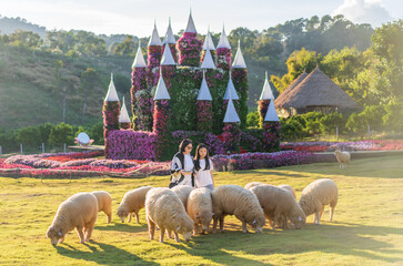 Asian child shepherd or kid girl and mother family tourist feeding flock white sheep on grassland or lawn flower castle garden in valley by backlight sunlight in sheep farm livestock on holiday travel