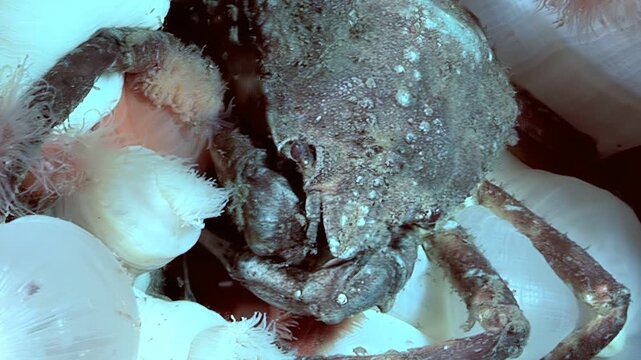 Witness the fascinating symbiotic relationship as the Hyas Araneus spider crab seeks shelter within the embrace of a Metridium senile sea anemone. Captured in the frigid Arctic waters.