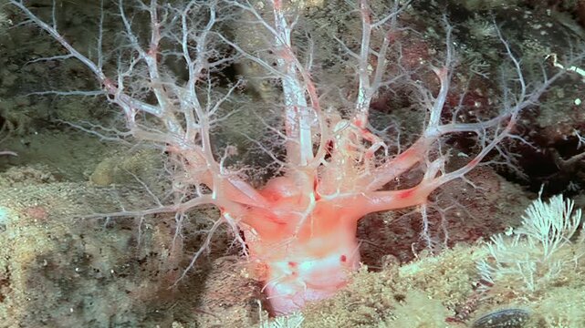 Observe a Cucumaria miniata, also known as an orange sea cucumber, gracefully capturing and consuming plankton. This invertebrate resides in the frigid Arctic waters, thriving on the ocean's bounty.