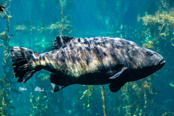 Grouper fish camouflaged in kelp forest highlights coastal marine biodiversity