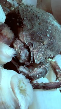 A Hyas Araneus, commonly known as the spider crab, is perched on a Metridium Senile, a sea anemone. This extraordinary marine interaction takes place in the frigid and icy waters of the Arctic.